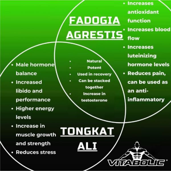 Fadogia agrestis 60 caps Vitabolic